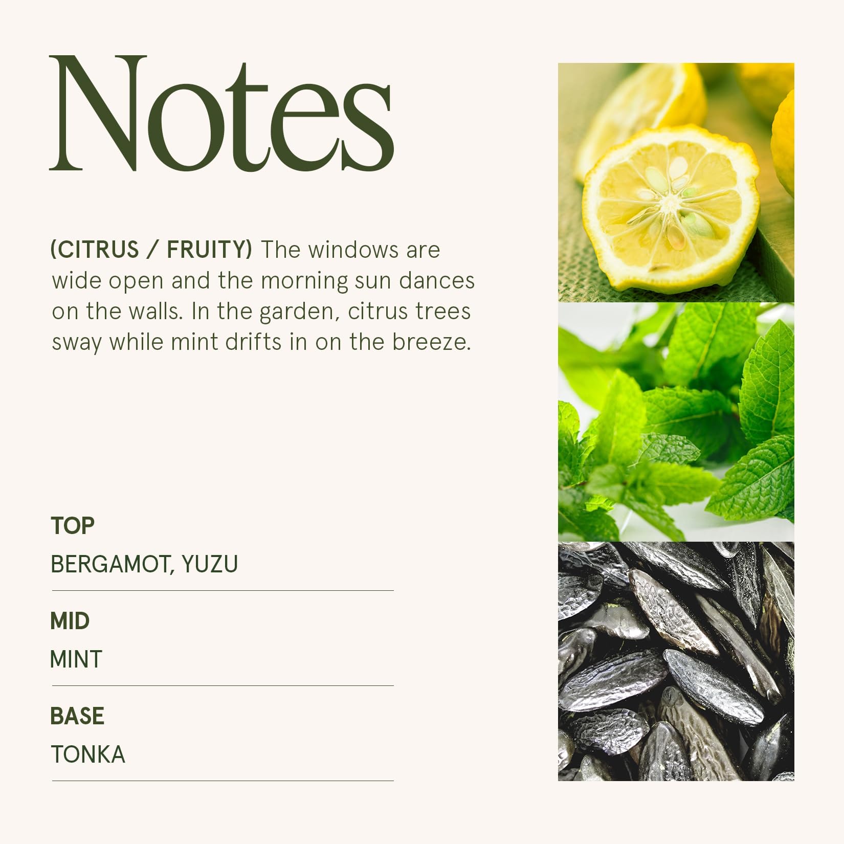 LA JOLIE MUSE Fall Candle | Sahara Amber Candles – Bergamot