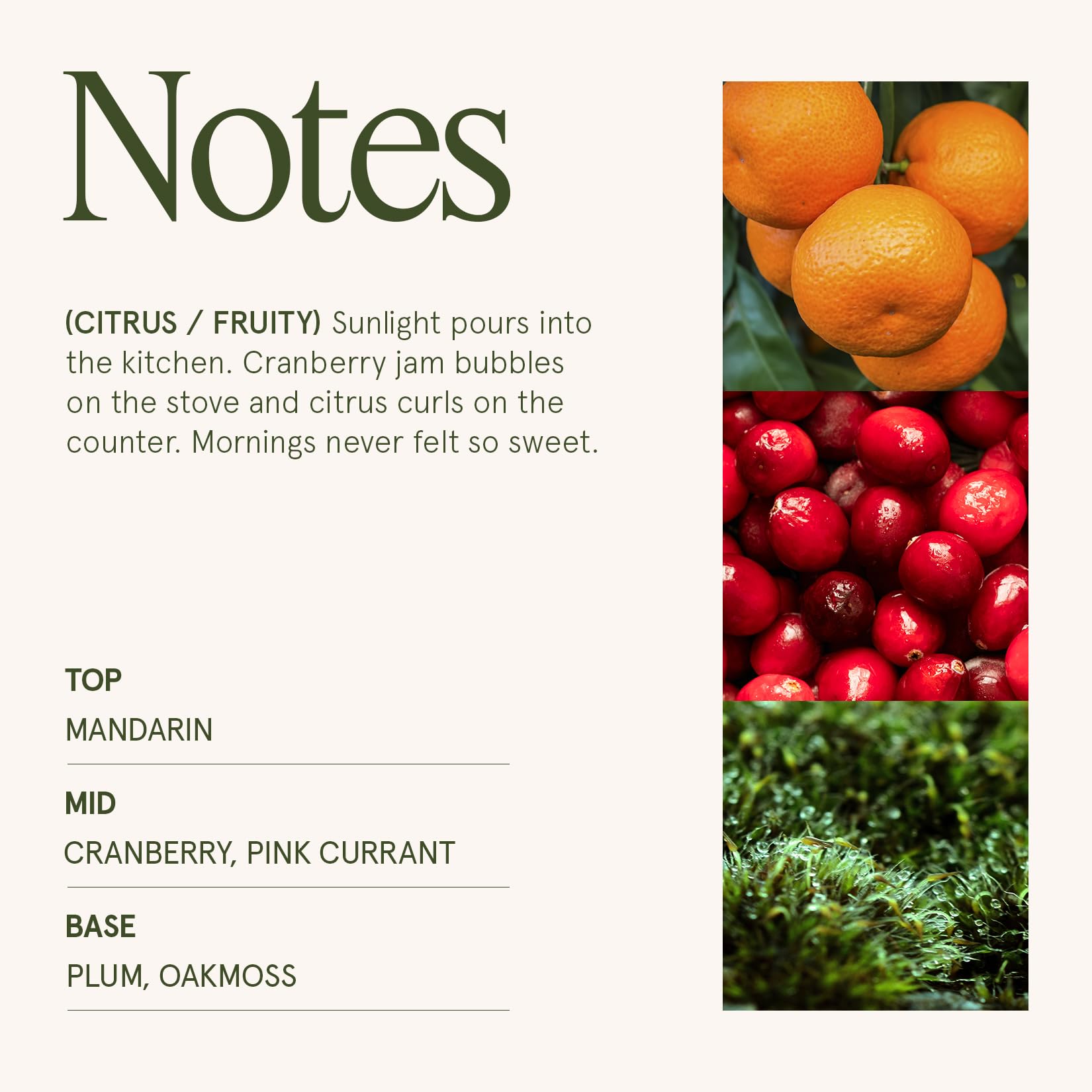 LA JOLIE MUSE Fall Candle | Sahara Amber Candles – Bergamot