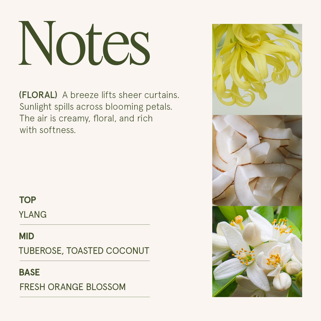 LA JOLIE MUSE Fall Candle | Sahara Amber Candles – Bergamot